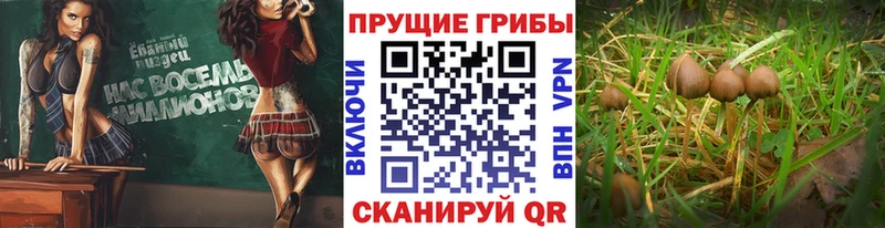 Галлюциногенные грибы Magic Shrooms  Берёзовский 